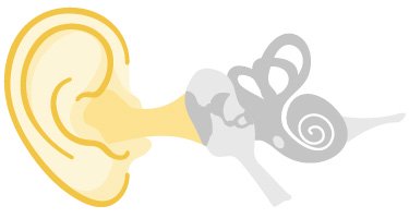 外耳的可见部分收集声音并将其导入外耳道至鼓膜。