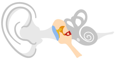 在中耳，鼓膜与听骨相连，听骨将振动放大并传递到内耳。